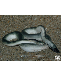 گونه مار دریایی افعی شکل Viperine Sea Snake